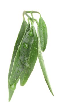 Portakal ağacı yeşil yaprakları 