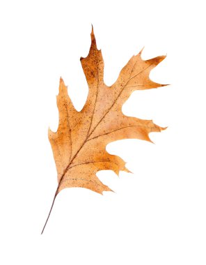 Kuru sonbahar yaprağı