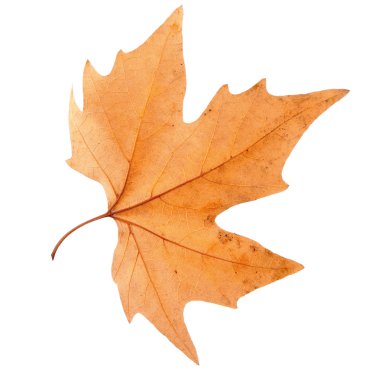 Kuru akçaağaç yaprağı