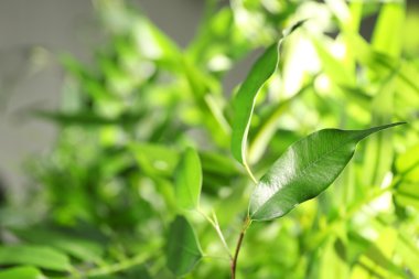 Ficus yeşil yaprakları  