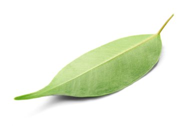 Yeşil Çay yaprağı