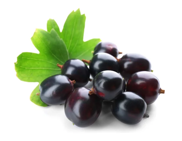 Wild black currant — Stock Photo, Image