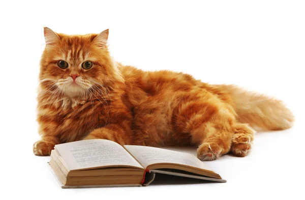 Красная кошка и книги изолированы — стоковое фото