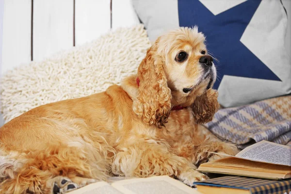 Dog with books on sofa — Stock Photo, Image