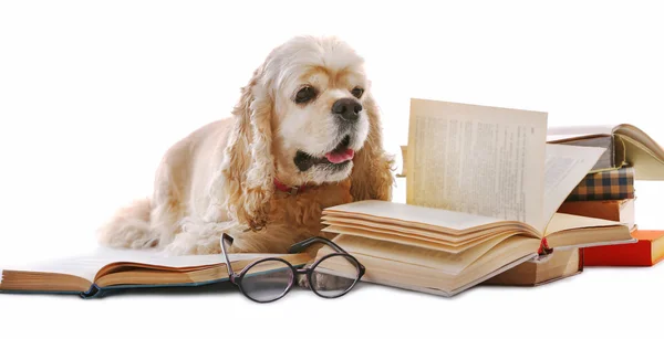 Dog and books isolated — Stock Photo, Image