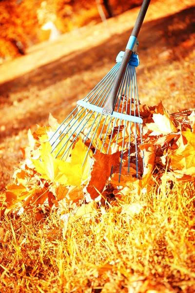 Őszi gereblyézés levelek rake — Stock Fotó