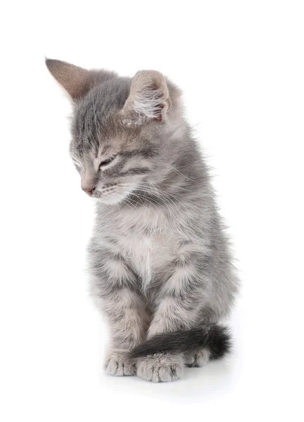 Carino piccolo gattino grigio — Foto Stock
