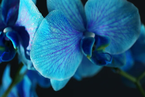 Lindas flores de orquídea azul — Fotografia de Stock