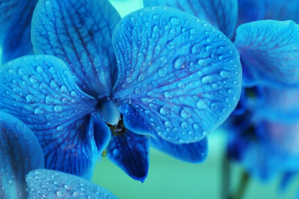 Belles fleurs d'orchidée — Photo