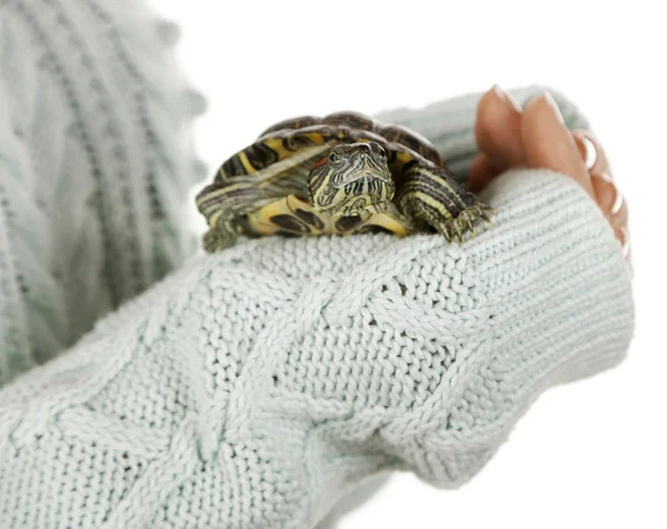 Schildkröte in Frauenhand — Stockfoto