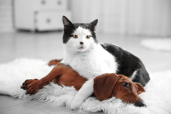 Mooie kat en teckel hond — Stockfoto