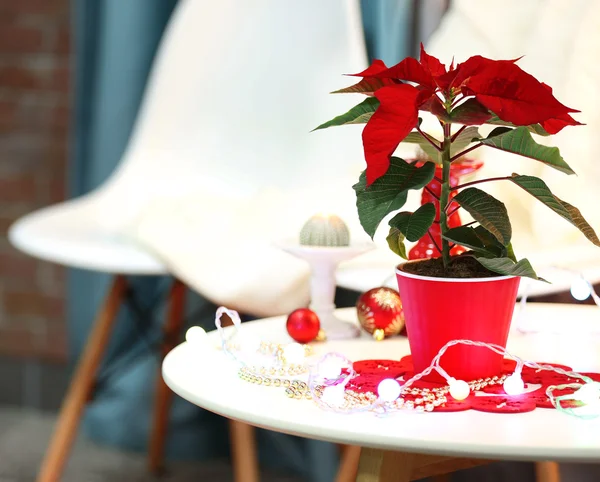 Christmas interior and flower poinsettia — Stock Photo, Image