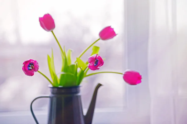 Tulipes dans l'arrosoir — Photo