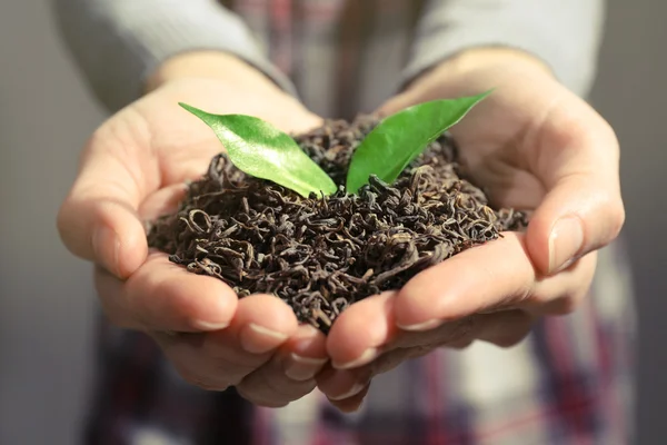 Manos humanas con té seco — Foto de Stock