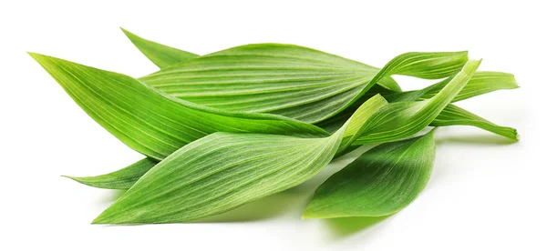 Green tea leaves — Stock Photo, Image