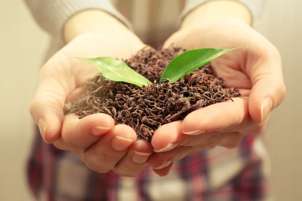 Manos humanas con té seco — Foto de Stock