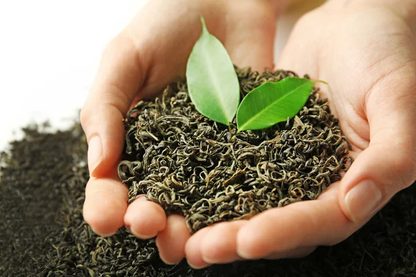 Manos sosteniendo una pila de té seco — Foto de Stock