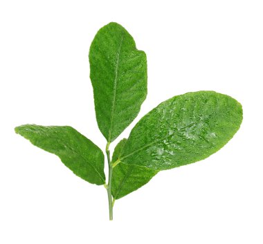 Narenciye yeşil yaprakları 