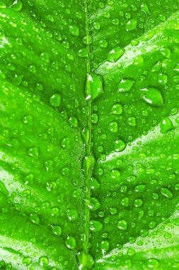 Damlacıkları closeup ile narenciye yaprak yeşil