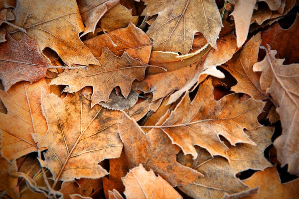 Zmrazené listí zblízka. — Stock fotografie
