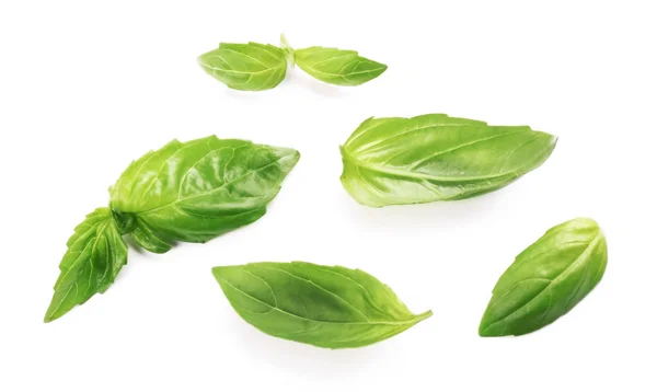 Fresh basis leaves isolated — Stock Photo, Image