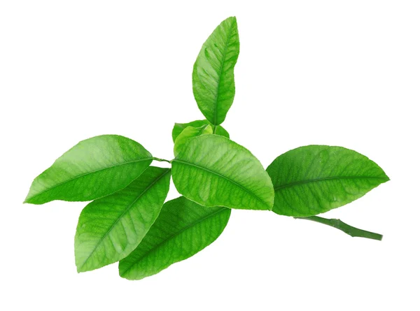 Groene citrus bladeren geïsoleerd op wit — Stockfoto
