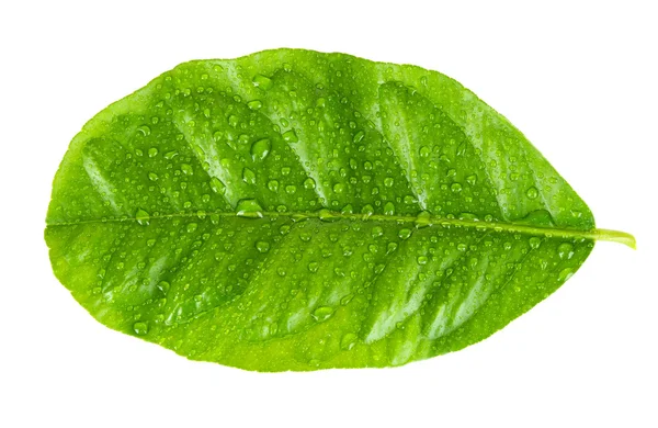 Hoja de cítrico verde con gotitas aisladas en blanco — Foto de Stock