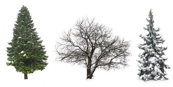 Ensemble d'arbres d'hiver sans feuilles, isolé sur blanc — Photo