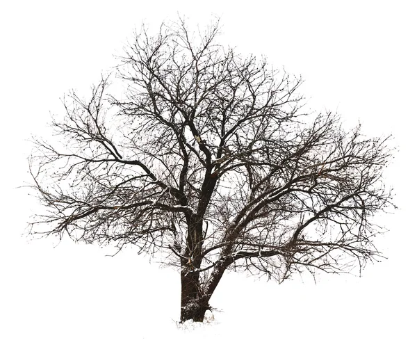 Arbre sans feuilles, isolé sur blanc — Photo