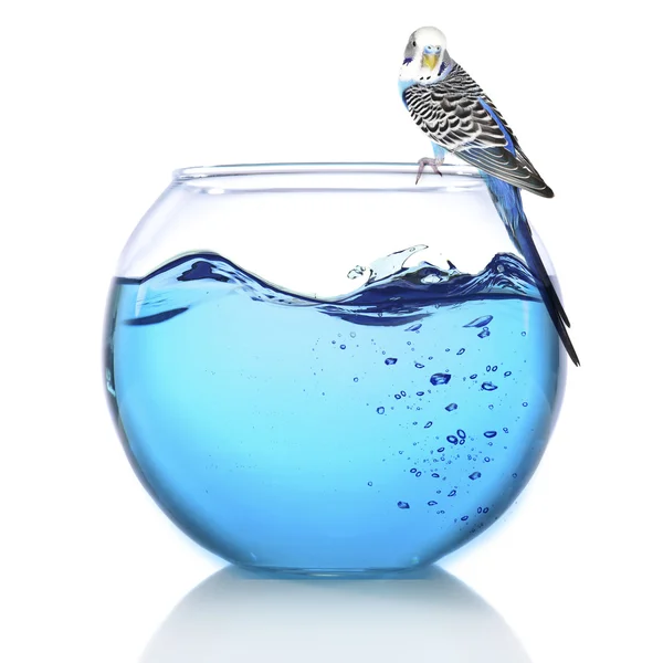 Fish bowl with water and little blue parrot on it isolated on white — Stock Photo, Image