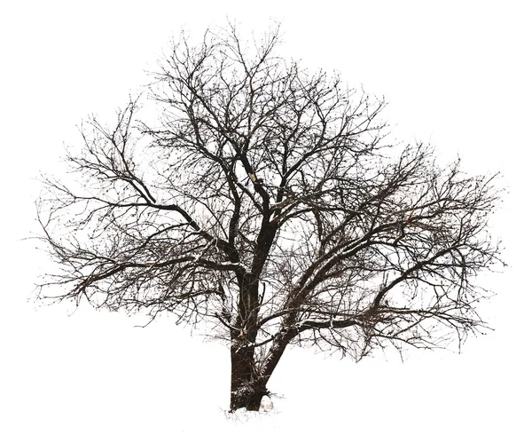 Tree without leaves, isolated on white — Stock Photo, Image
