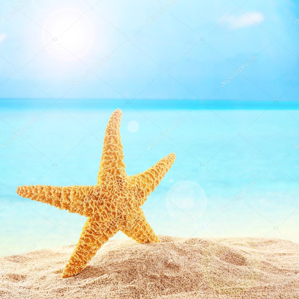 Starfish  on sandy beach