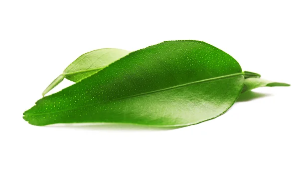 Ficus leaves, isolated on white — Stock Photo, Image