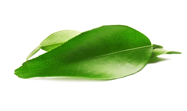 Ficus foglie, isolate su bianco — Foto Stock