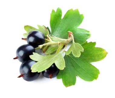 Beyaz izole yeşil yaprakları ile vahşi Siyah frenk üzümü