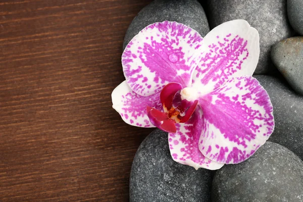 Spa stones and orchid — Stock Photo, Image