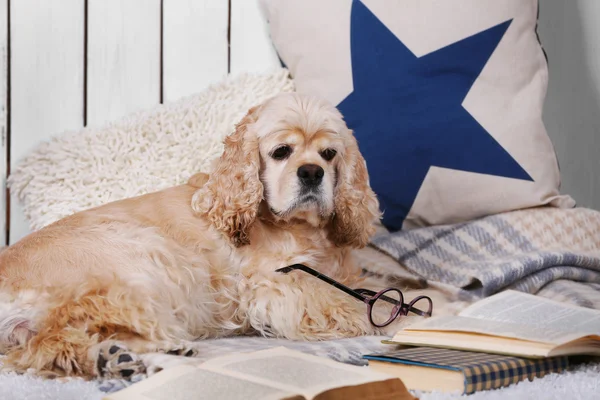 Perro con libros en sofá —  Fotos de Stock