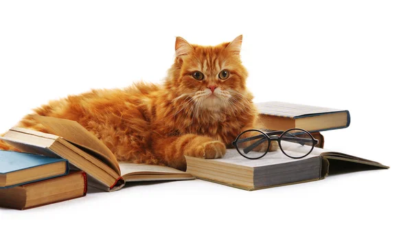 Red cat and books isolated — Stock Photo, Image