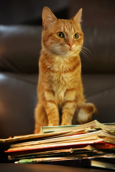 Chat rouge et tas de livres — Photo