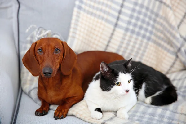 Красивая кошка и такса — стоковое фото