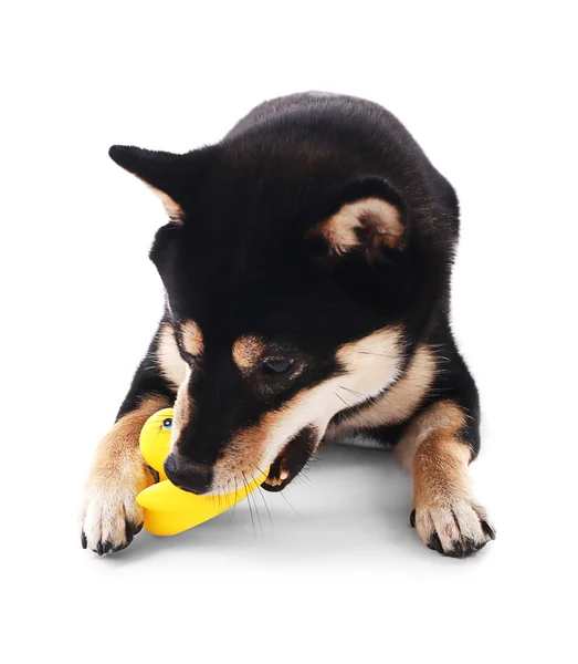 Siba inu playing with toy duck — Stock Photo, Image