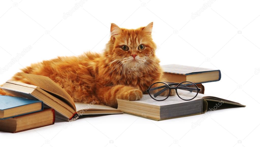 Red cat and books isolated