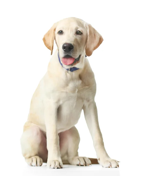 Vackra Labrador retriever isolerade — Stockfoto