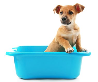 Banyo beyaz izole köpek yavrusu