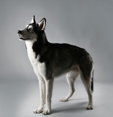Genç Husky Grey