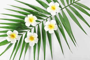 Plumeria çiçekler ve palmiye yaprakları, portre
