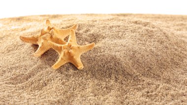 Deniz yıldızları ve kabukları