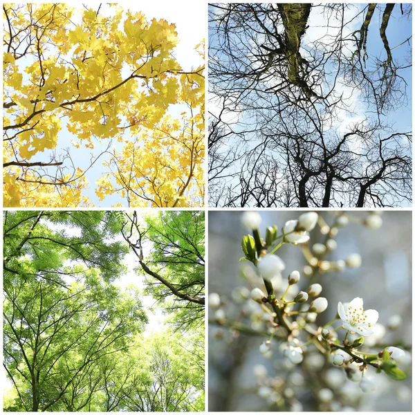 Bäume zu verschiedenen Jahreszeiten — Stockfoto