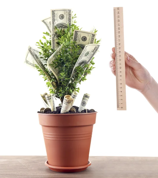 Money tree on table and hand with ruler — Stock Photo, Image