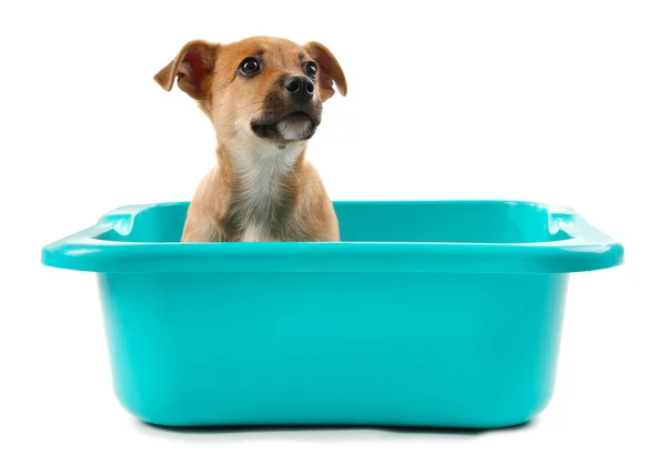 Cachorro en baño aislado en blanco — Foto de Stock